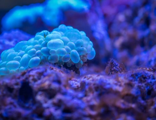 Synthetische biologie: betekenis, 5 kansen & impact